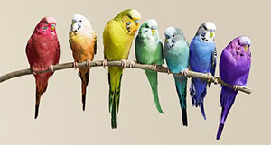 birds rainbow colors